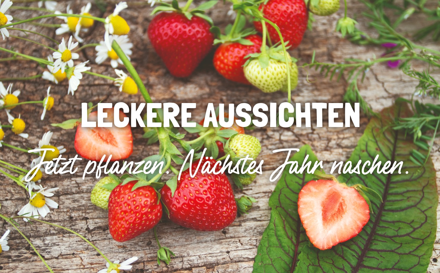 Bio-Erdbeerpflanzen kaufen